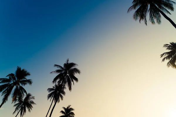 Coconut Palm Tree Beautiful Sky Copy Space — Fotografia de Stock