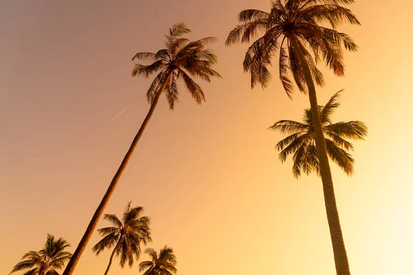 Coconut Palm Tree Beautiful Sky Copy Space — Fotografia de Stock