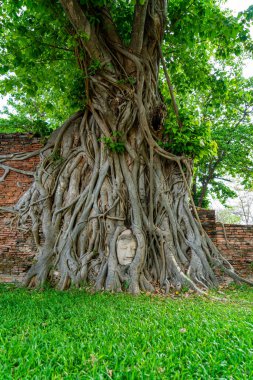 Buda Başı heykeli Bodhi Ağacı köklerinde sıkışmış Ayutthaya 'daki Wat Mahathat tarihi parkında, Tayland