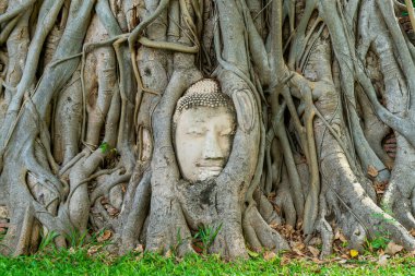 Buda Başı heykeli Bodhi Ağacı köklerinde sıkışmış Ayutthaya 'daki Wat Mahathat tarihi parkında, Tayland