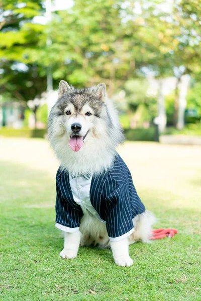 siberian husky dog with clothes in garden