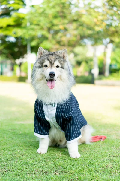 siberian husky dog with clothes in garden