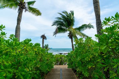 walk way with coconut palm tree and sea beach background