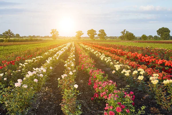 Çiçek yetiştiren tarlalar açan gül çalıları..