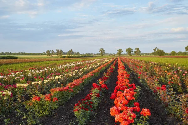 Çiçek yetiştiren tarlalar açan gül çalıları..