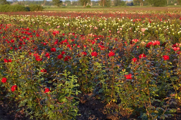Τριαντάφυλλο Πεδίο Μια Φάρμα Λουλουδιών — Φωτογραφία Αρχείου