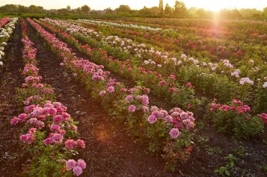 Çiçek çiftliğindeki gül tarlası