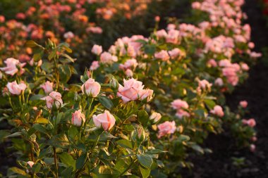 Çiçek çiftliğindeki gül tarlası