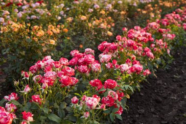Çiçek çiftliğindeki gül tarlası