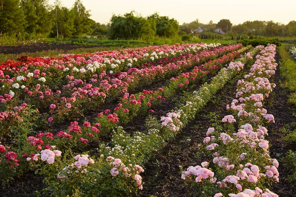 Çiçek yetiştiren tarlalar açan gül çalıları..