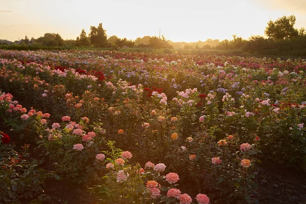Çiçek çiftliğindeki gül tarlası
