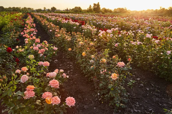 Çiçek yetiştiren tarlalar açan gül çalıları..