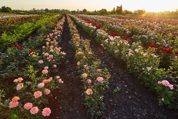 Τριαντάφυλλο Πεδίο Μια Φάρμα Λουλουδιών — Φωτογραφία Αρχείου