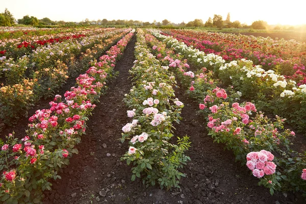 Rose field on a flower farm