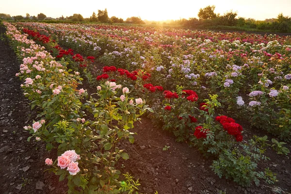 花畑の上のバラ畑 — ストック写真