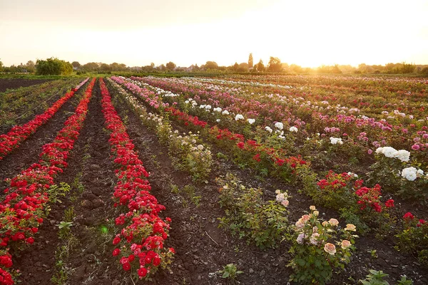 Çiçek yetiştiren tarlalar açan gül çalıları..