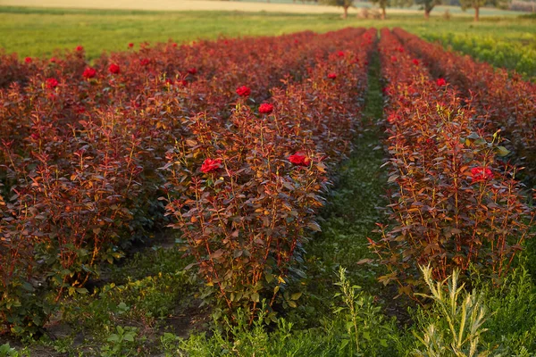 Çiçek yetiştiren tarlalar açan gül çalıları..