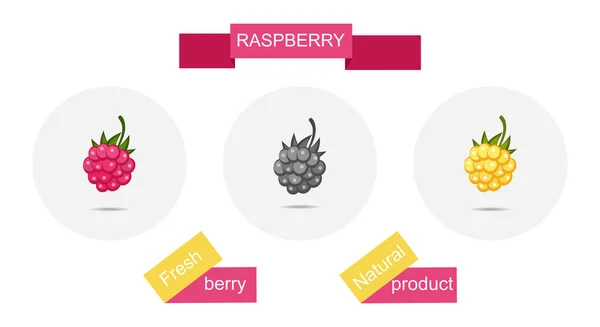 Frambuesa Set Iconos Comida Ecológica Cartel Esbozo Bayas Aisladas Círculo — Archivo Imágenes Vectoriales