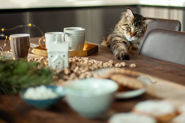 Maine Coon cat sits at the table next to the Christmas decor. — Stock Photo, Image