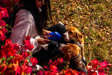 Genç ve güzel bir kız, sonbahar ormanında iki aktif av köpeğiyle yürüyor..