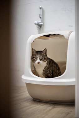 Kedi bir kedi kumluğunda oturuyor..