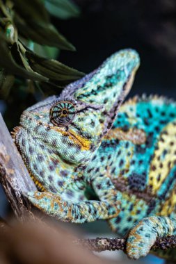 Tropikal ormanda ya da hayvanat bahçesinde yeşil ağaçta çok renkli bukalemun. Vahşi parlak sürüngen ya da egzotik hayvan