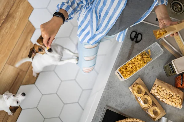 Szczęśliwa kobieta umieszczając zdrowe jedzenie w pudełkach pp podziwiając cute Jack Russell terrier gry w kuchni — Zdjęcie stockowe