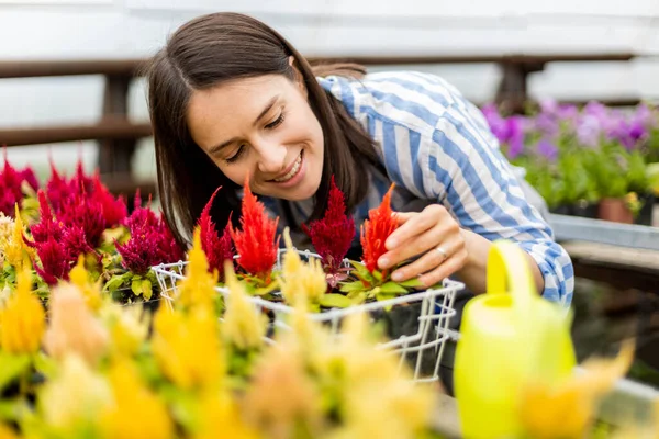 Счастливый садовник женщина улыбается касаясь культивируемых цветов растений в коробке с положительными эмоциями Лицензионные Стоковые Фото