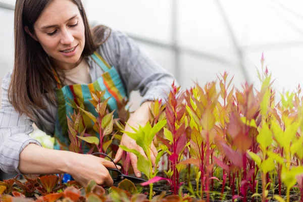 Close-up handen van vrouwelijke bloemist snijden bladeren van celosia gekweekt werken in de kas Rechtenvrije Stockfoto's