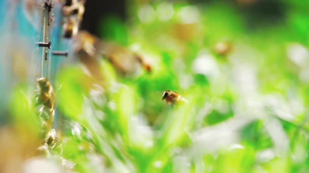 Honigbienen fliegen vor Bienenstock — Stockvideo
