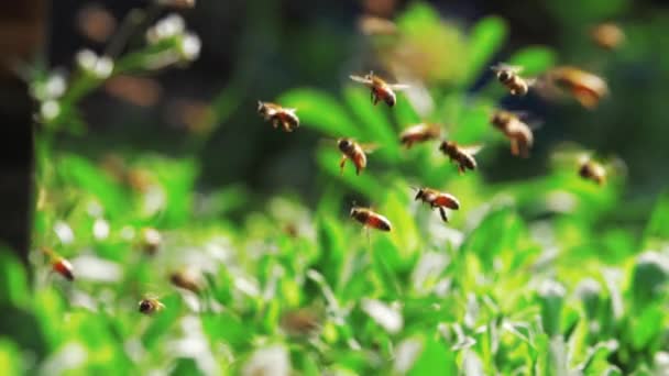 Některé včely hledají cestu zpět úl, jiné sbírají med. — Stock video