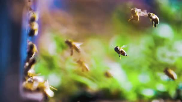 Enjambre de abejas melíferas volando en cámara lenta — Vídeos de Stock