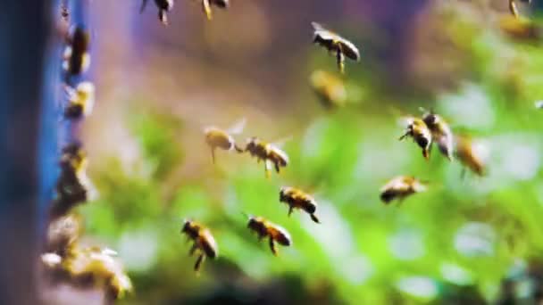 Μέλισσες δελεάζονται πίσω κυψέλη μετά τη συλλογή του μελιού. — Αρχείο Βίντεο