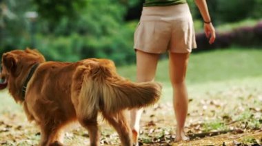 Ağır çekim: Parkta Golden Retriever köpeğini gezdiren genç Asyalı kadın şortlu güzel Çinli kız ve yaz günü sevimli köpeğiyle birlikte güzel kadın bacakları gün ışığında köpeğini gezdiriyor.