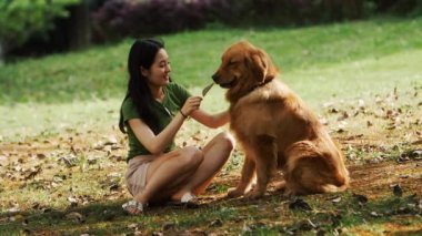 Uzun saçlı hoş Asyalı genç bir Çinli kadın güneşli bir yaz akşamında parkta sevimli Golden Retriever köpeğiyle oynuyor ve onunla konuşuyor. Doğada efendisi olan sevimli bir köpek.