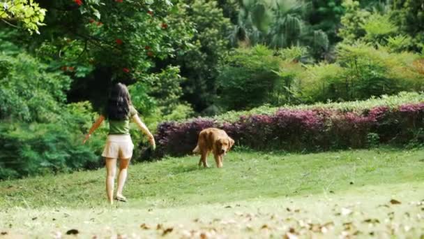Ağır Çekim Parkta Golden Retriever Dog Doğru Yürüyen Asyalı Genç — Stok video