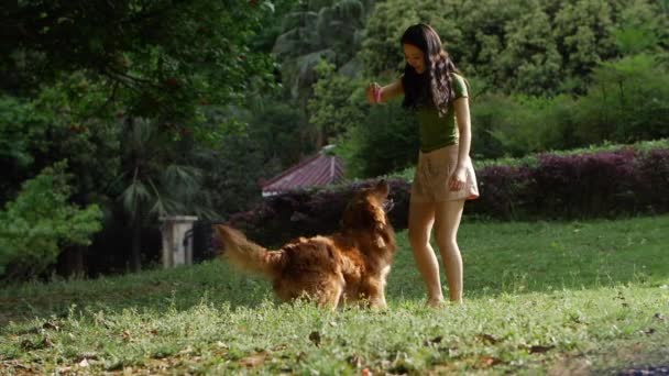 Hübsches Chinesisches Mädchen Trainiert Entzückendes Haustier Sommertag Schöner Hund Mit — Stockvideo