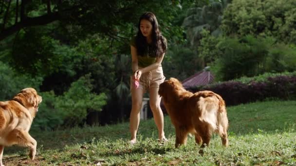 美丽的中国女孩夏天训练两只金黄色的猎犬可爱的小狗和主人快乐的小狗慢动作 长长的头发年轻的亚洲女人在公园外面和可爱的宠物狗玩耍 — 图库视频影像