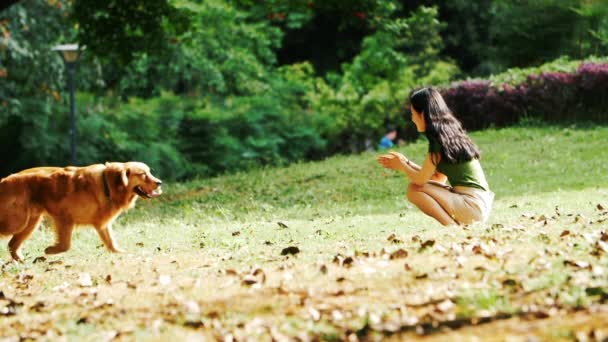 Очаровательная Золотистая Собака Ретривер Идет Красивой Молодой Азиатской Женщине Солнечном — стоковое видео