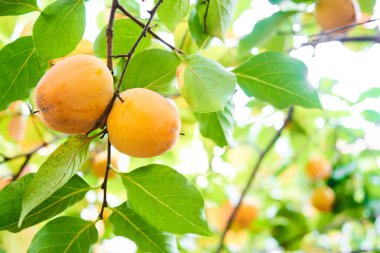 Hurma ağacının dalında yeşil yapraklı olgun portakal hurması. Sonbahar hasat mevsimi