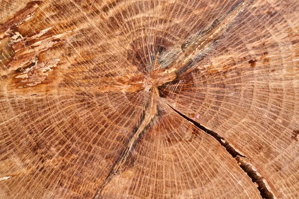 Steng Tre Med Riss Frukt Ost Eller Bakgrunn Fra Kjøkkenbordet – stockfoto