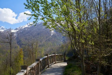 Dağ yaz manzarası, mavi gökyüzü, yol ve yeşil orman, Soçi Rusya