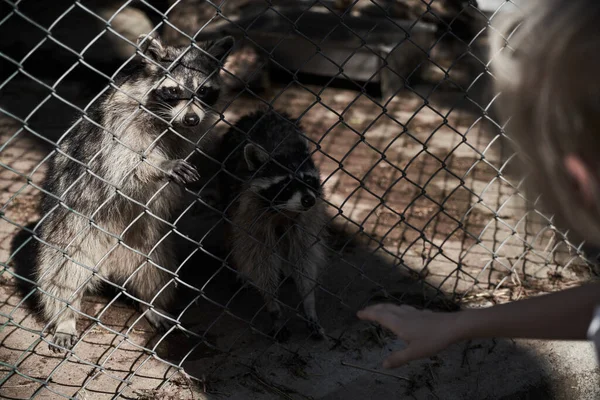 Dos Mapaches Cierran Zoológico Detrás Una Rejilla — Foto de Stock