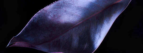 Abstrakter Schwarzer Hintergrund Mit Violettem Blattmakro Hintergrund Für Parfüm Kosmetikprodukte — Stockfoto