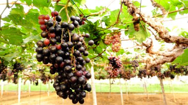 Bahçede olgun kırmızı üzümler 