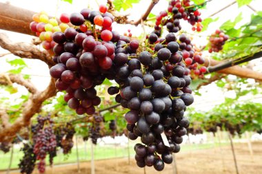 Bahçede olgun kırmızı üzümler 