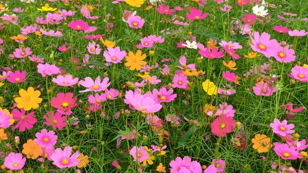 Hermosas Flores Del Cosmos Jardín — Foto de Stock