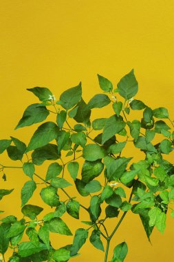 Arka plan için sarı duvarda yeşil küçük biber bitkisi var.