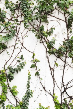 Sarmaşık beton duvarda büyüyor.