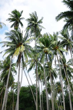 Mavi gökyüzü ile Hindistan cevizi ağacı 